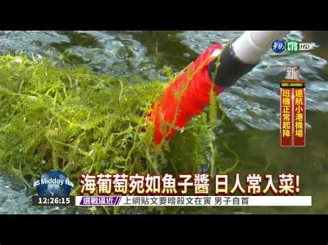 海葡萄樹果實可以吃嗎|海葡萄樹果實能吃嗎？食用指南 